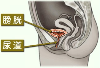 引起男性膀胱炎原因會(huì)有哪些